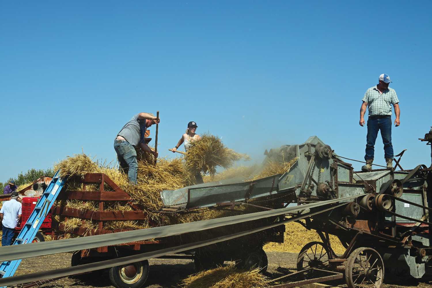 The threshing at last year�s Wilson Old Tyme Harvest.